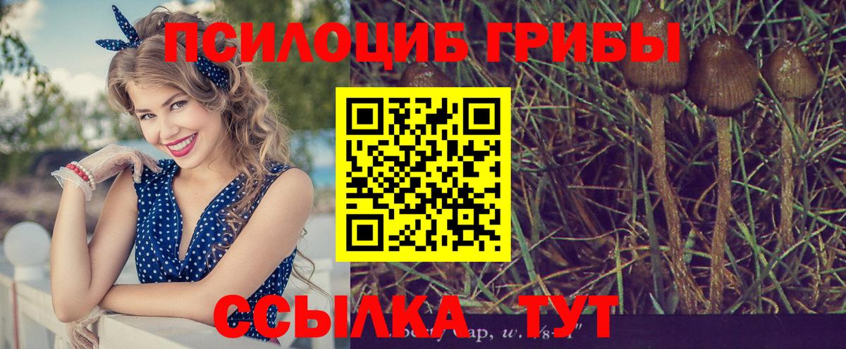 Псилоцибиновые грибы Psilocybe Десногорск